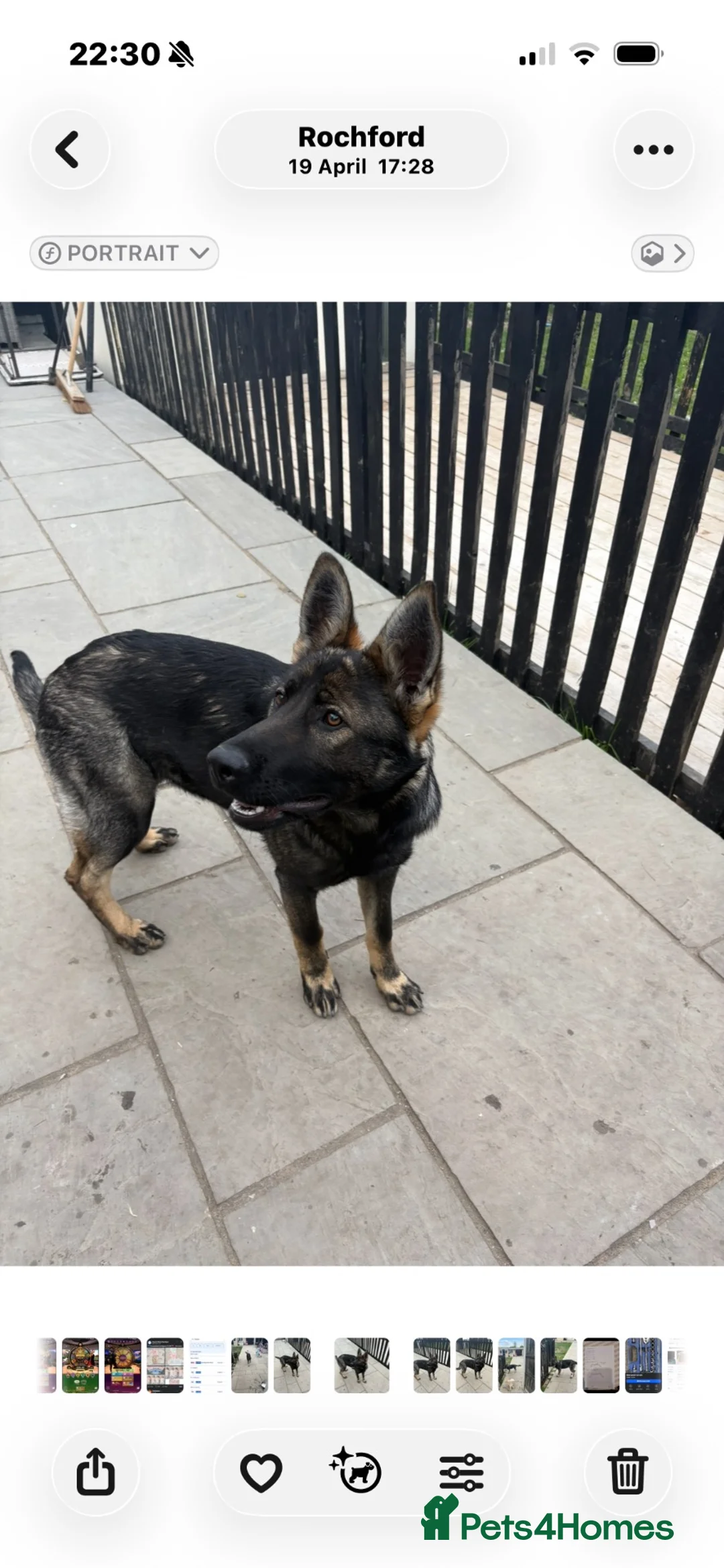 German Shepherd dogs for sale: German shepherd puppies 10 month old girls  in Rochford - Advert 3