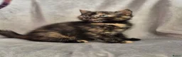 Mixed Breed cats for sale: 4 female kittens available - Advert 14