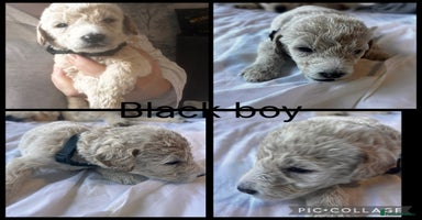 Labradoodle dogs - Advert 6