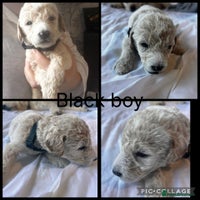 Labradoodle dogs - Advert 6