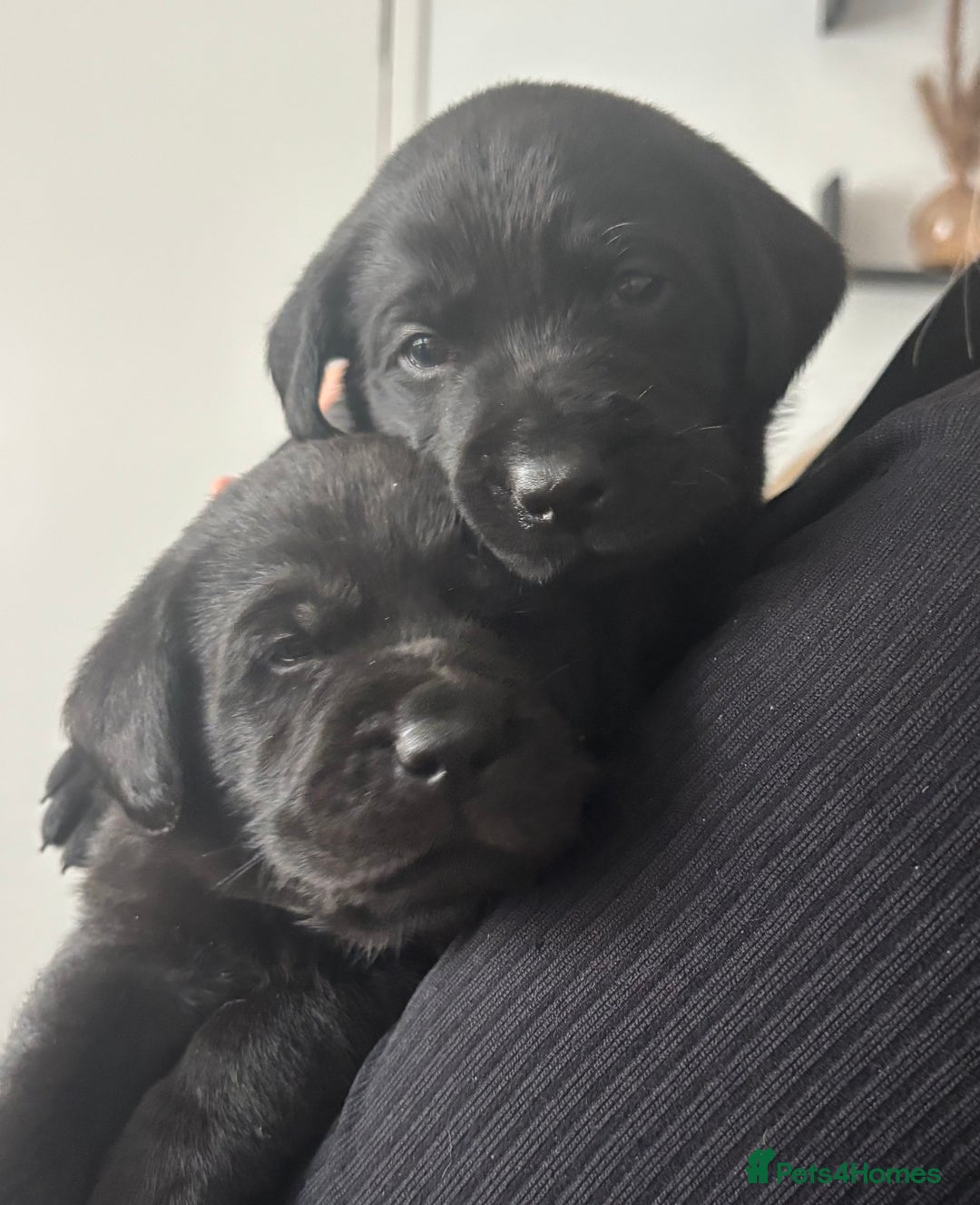 Labrador Retriever dogs for sale: 1 beautiful kc lab - Advert 8