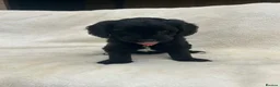 Australian Labradoodle dogs for sale: Multigenerational Australian Labradoodle Puppies - Advert 30