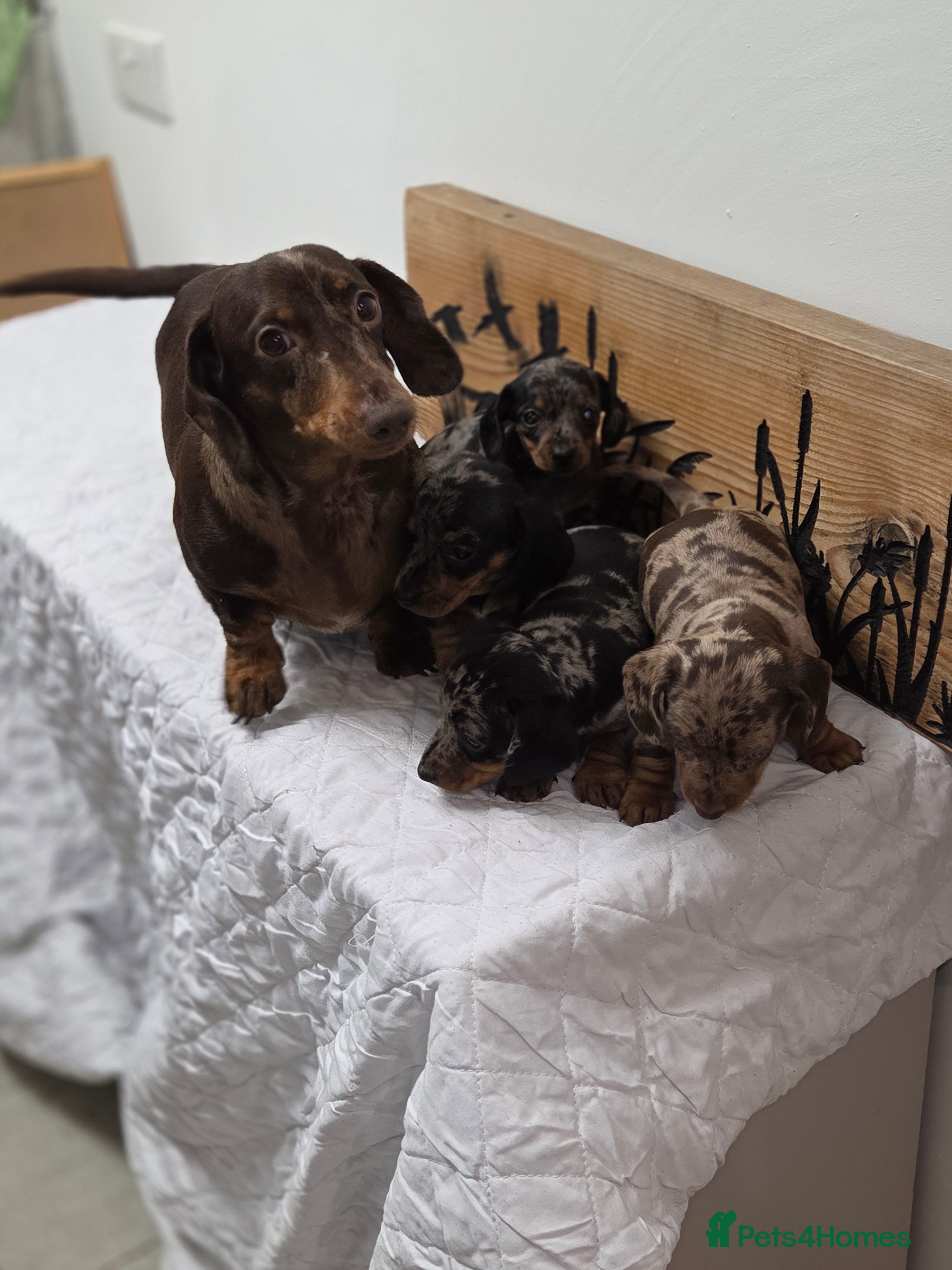 Miniature Dachshund dogs QUALITY PRA CLEAR MIN DACHSHUNDS  - Advert 3