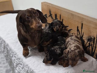 Miniature Dachshund dogs QUALITY PRA CLEAR MIN DACHSHUNDS - Advert 9