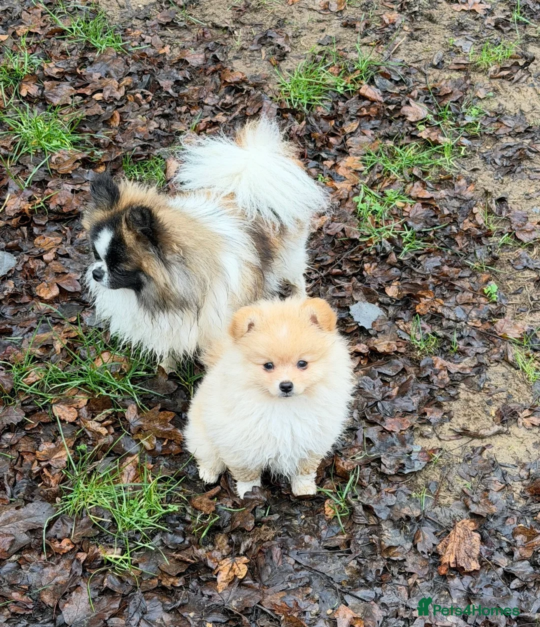 Pomeranian dogs for sale: Hugo Boss Pomeranian boy  - Advert 6