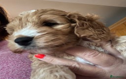 Mixed Breed dogs for sale: home grown golden doodle / cockerpoo  - Image 15