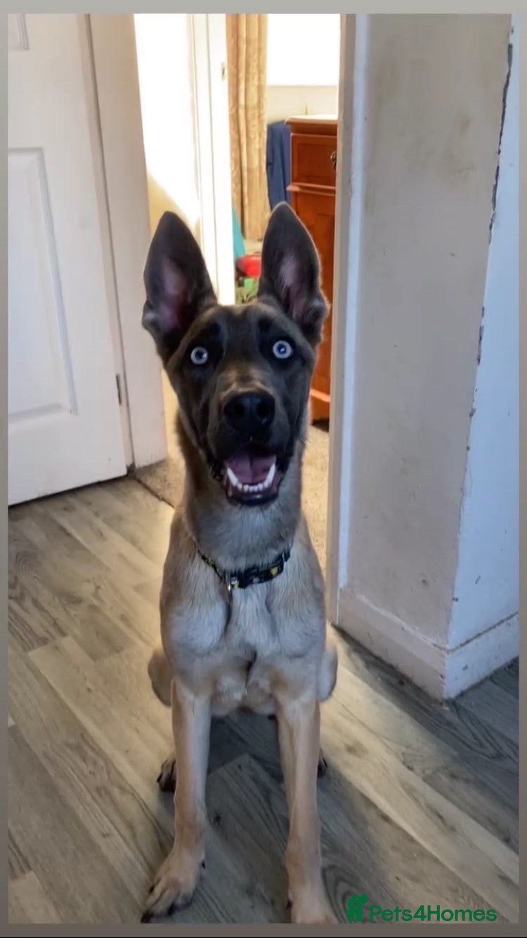 Belgian Shepherd Dog dogs 9 month Belgian Mali bitch for sale - Advert 2