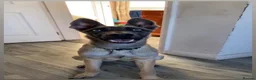 Belgian Shepherd Dog dogs for sale: 9 month Belgian Mali bitch for sale - Advert 1