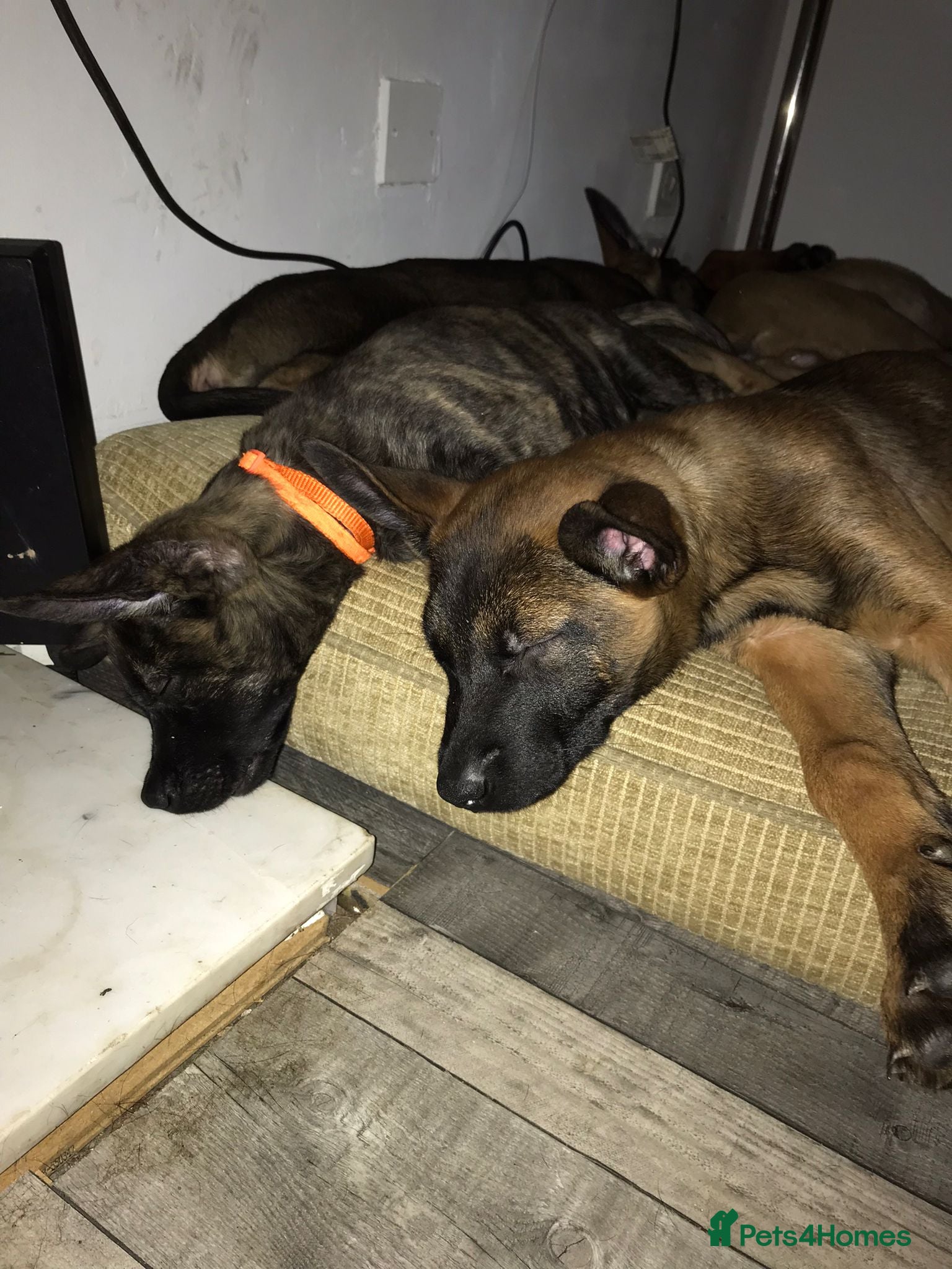 Belgian Shepherd Dog dogs Belgian Malinois Puppies - Advert 1