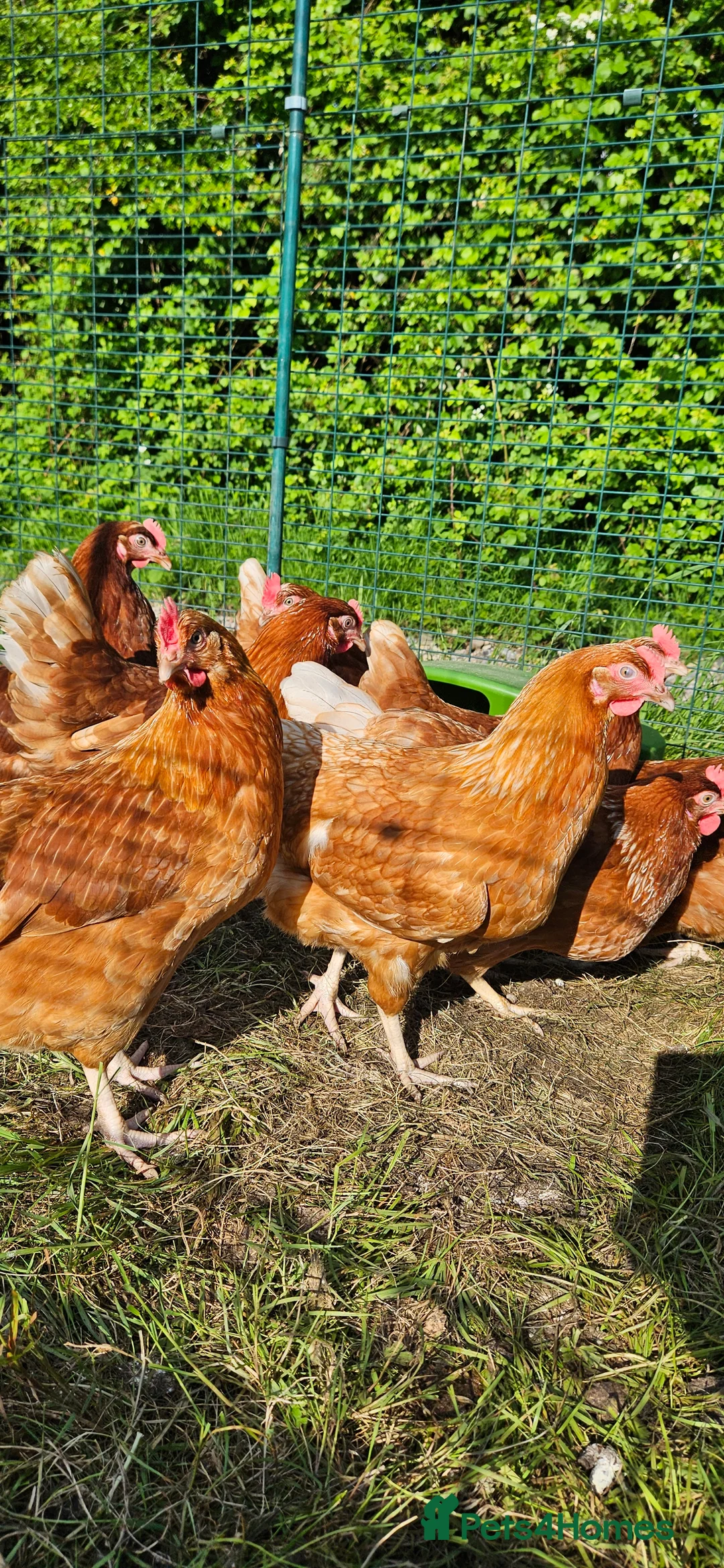Chickens poultry for sale: Warren point of lay hens chickens  in Ottery Saint Mary - Advert 3
