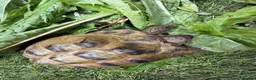 Tortoise reptiles for sale: Horsfield tortoises for loving new home in Huddersfield - Advert 5