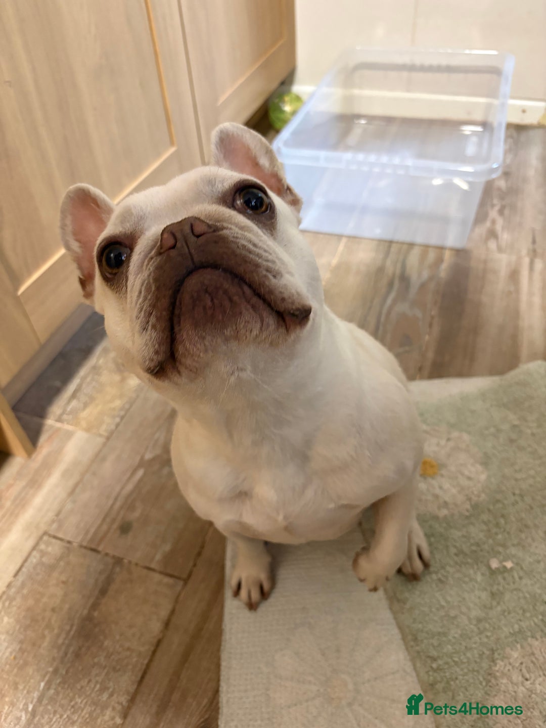 French Bulldog dogs for sale: Purebred French Bulldog – 2 Years Old (Female) - Image 7