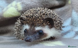 Pygmy Hedgehog rodents for sale: African Pygmy Hedgehog Hoglets  - Image 21