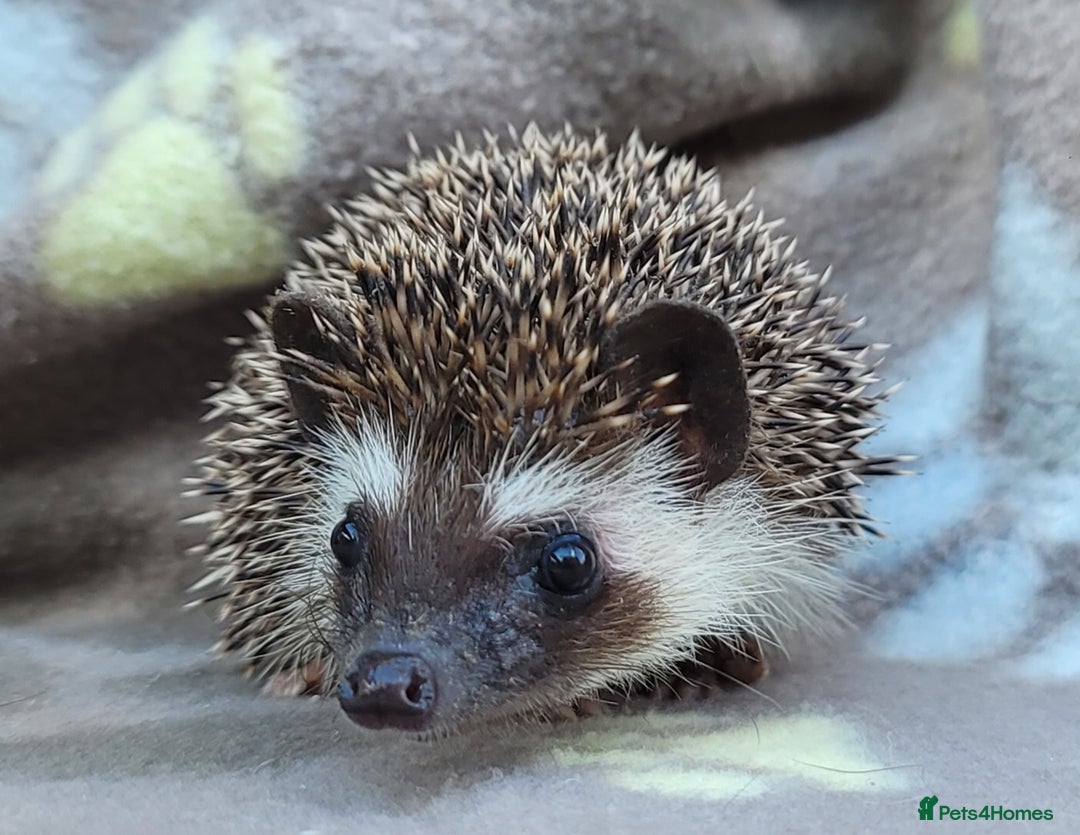 Pygmy Hedgehog rodents for sale: African Pygmy Hedgehog Hoglets  - Image 21