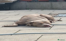 Mixed Breed dogs for sale: 3 Year old Bully  - Image 3