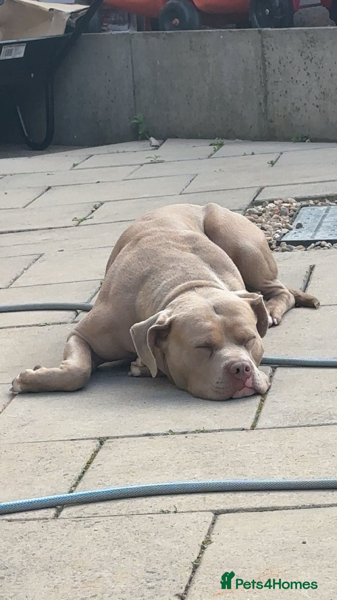 Mixed Breed dogs for sale: 3 Year old Bully  - Image 3
