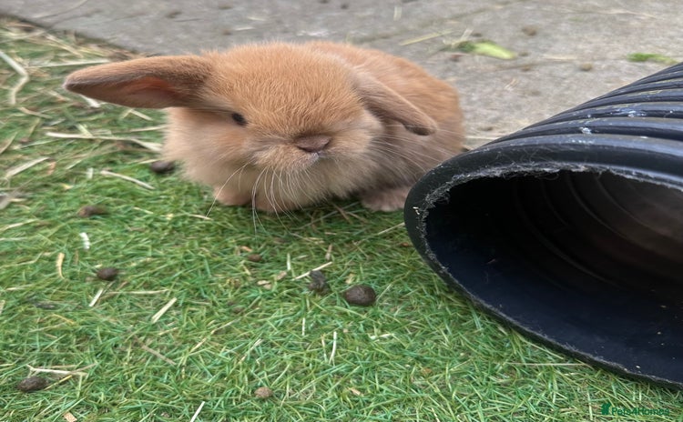 Mini Lop rabbits - Advert 4