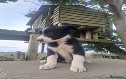 Border Collie dogs for sale: Lovely Border Collie Puppies For Sale - Image 2