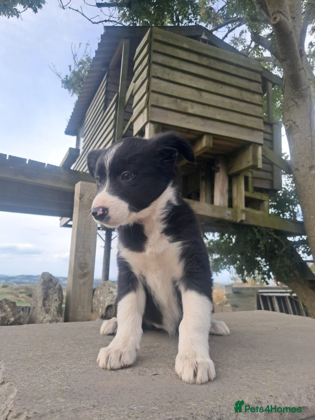 Border Collie dogs for sale: Lovely Border Collie Puppies For Sale - Image 2
