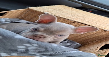French Bulldog dogs - Advert 11