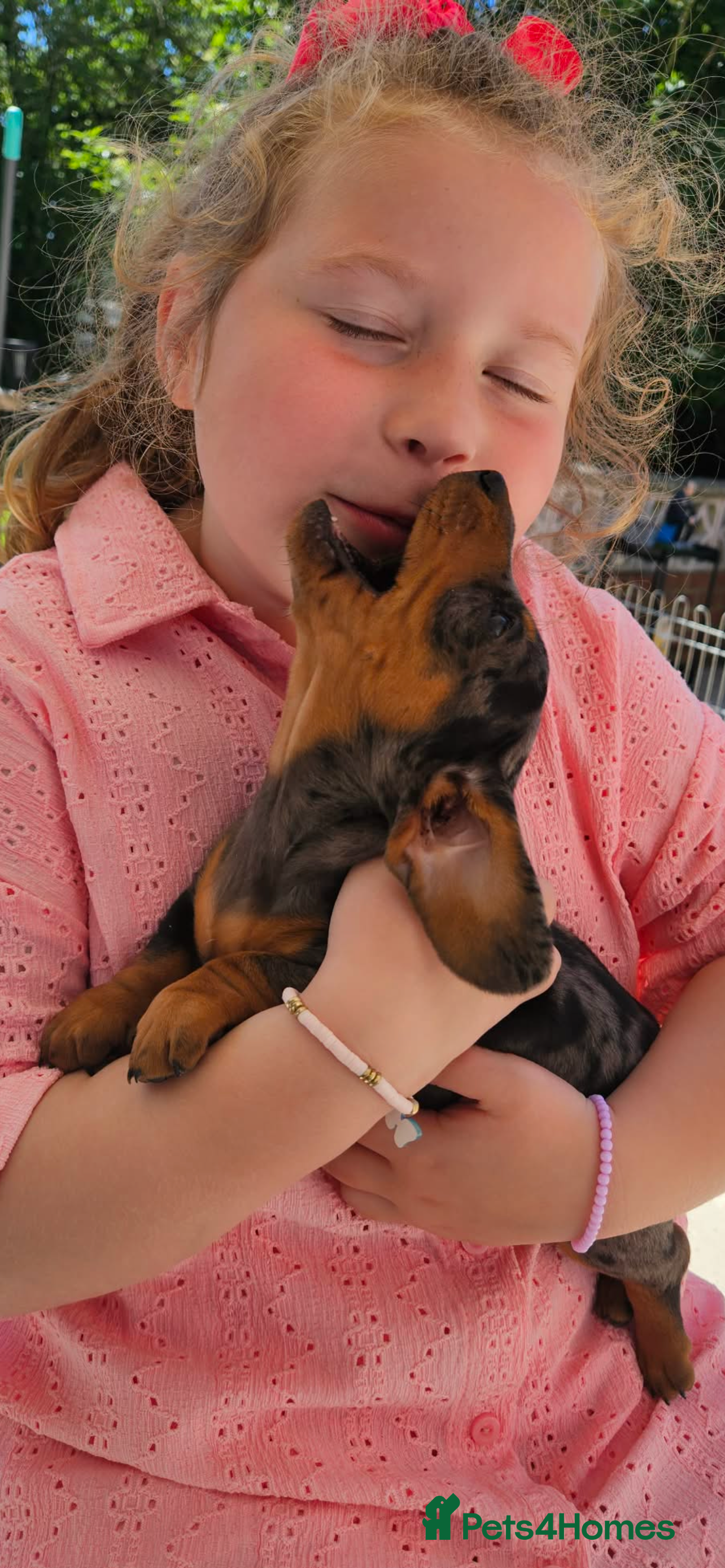 Miniature Dachshund dogs K/C reg Mini Dachshund Boy For Sale - Advert 1