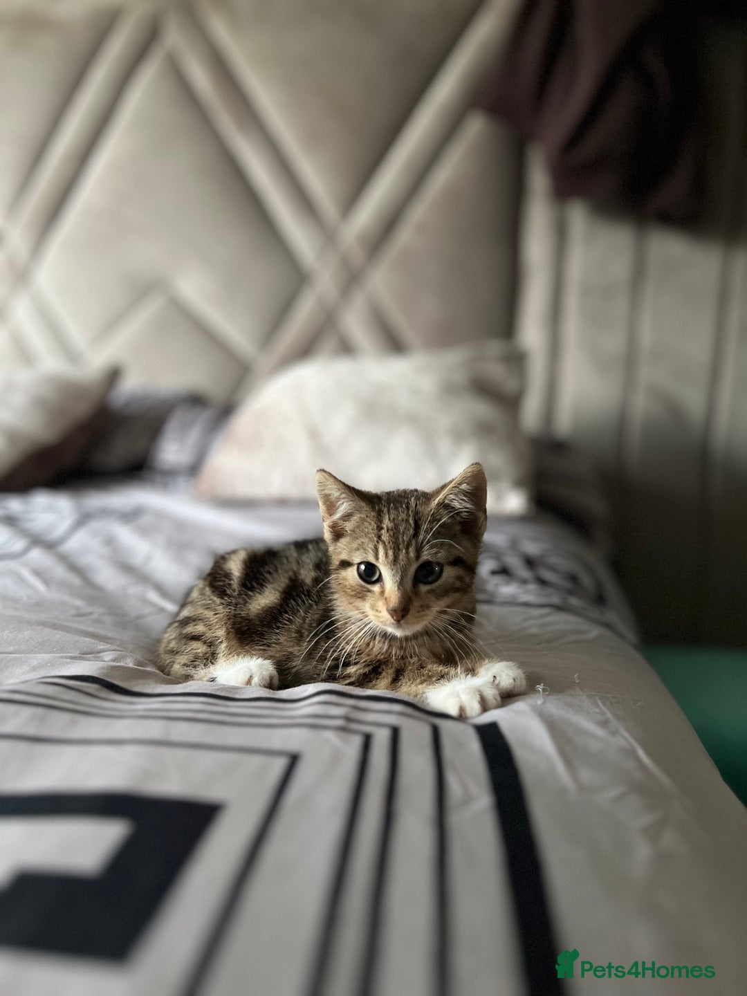 American Shorthair cats for sale: 7 weeks old Tabby Kitten  - Advert 4