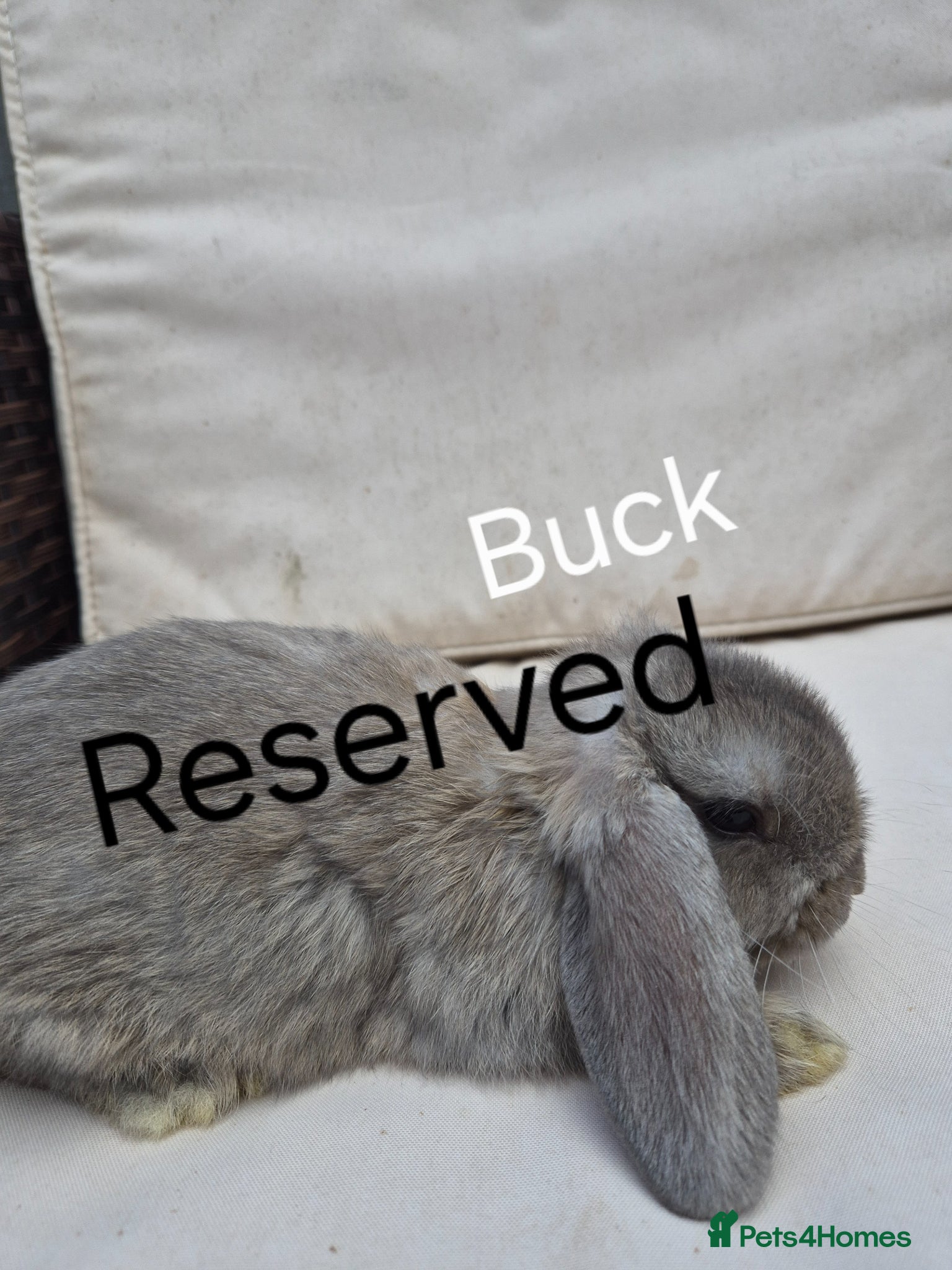 Mini Lop rabbits  Baby Mini Lop Rabbits-Ready for Their New Homes  - Advert 6