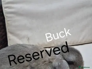 Mini Lop rabbits Baby Mini Lop Rabbits-Ready for Their New Homes - Advert 6