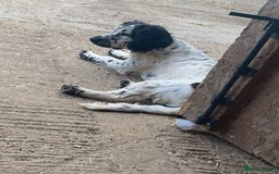 Cocker Spaniel dogs for sale: Cocker spaniel pups looking for there forever home - Image 12