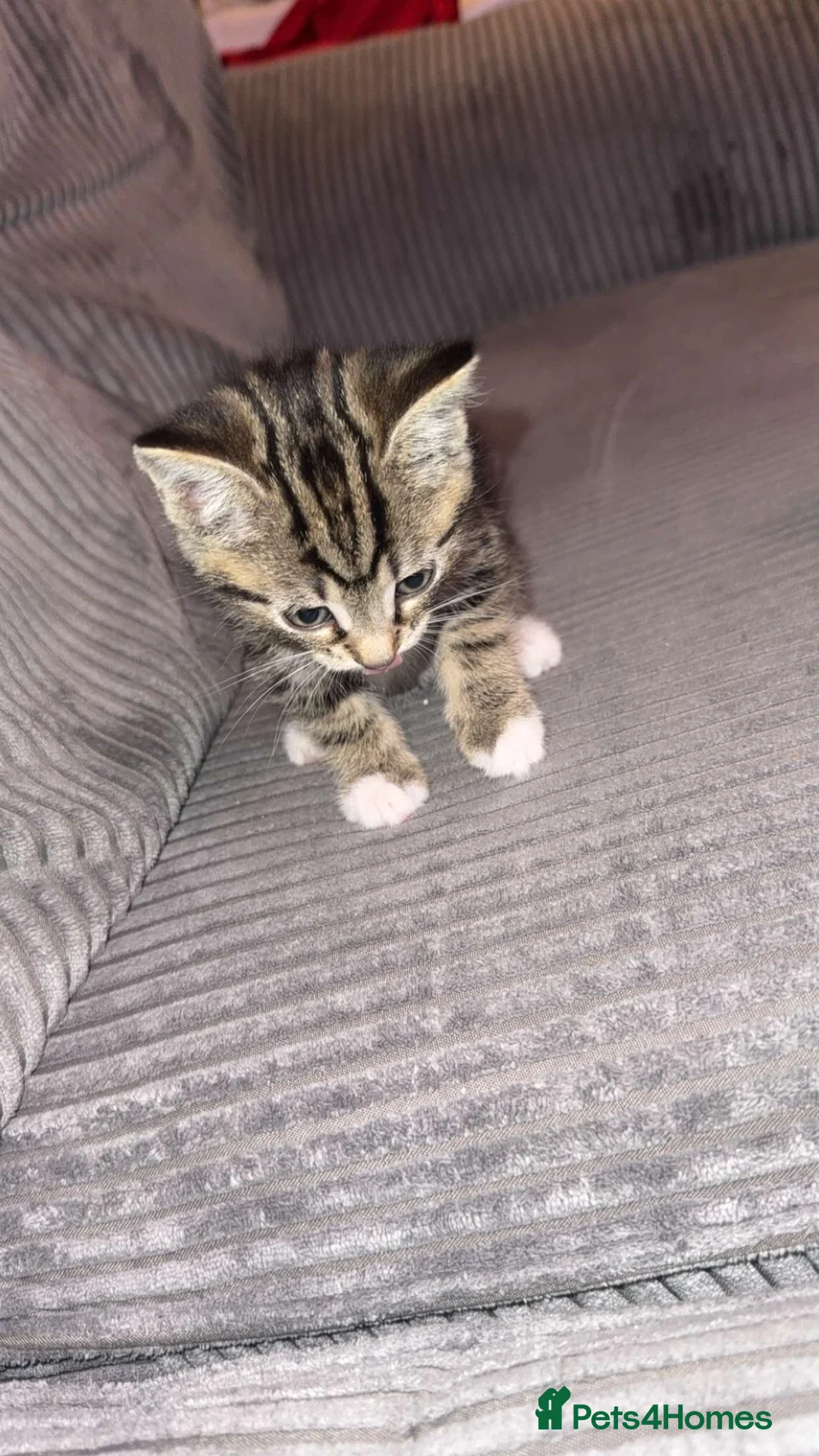 Mixed Breed cats for sale: 3 Amazing kittens 😍 ready to leave now! - Advert 2