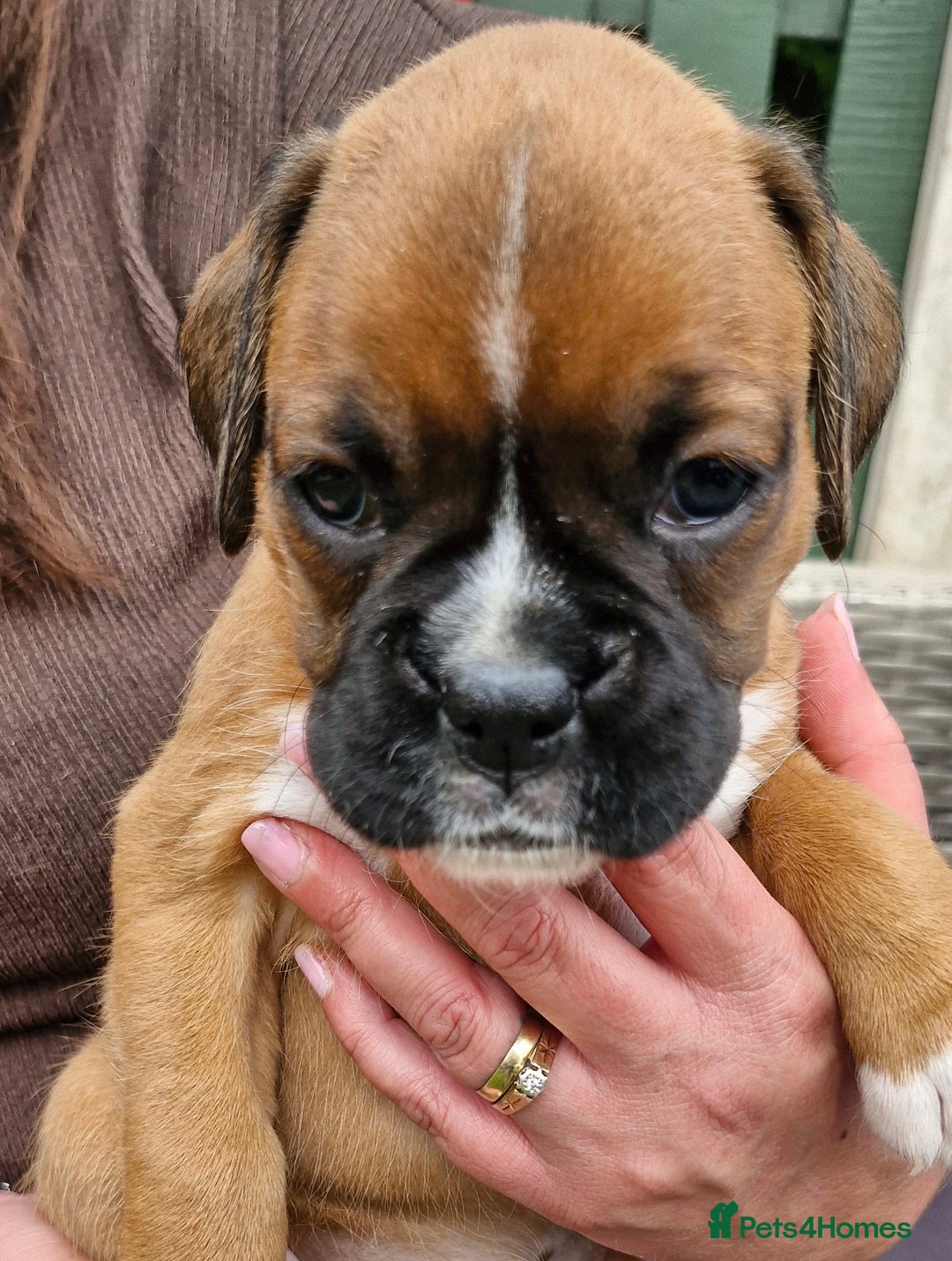 Boxer dogs for sale: Full pedigree boxer puppies  - Image 2