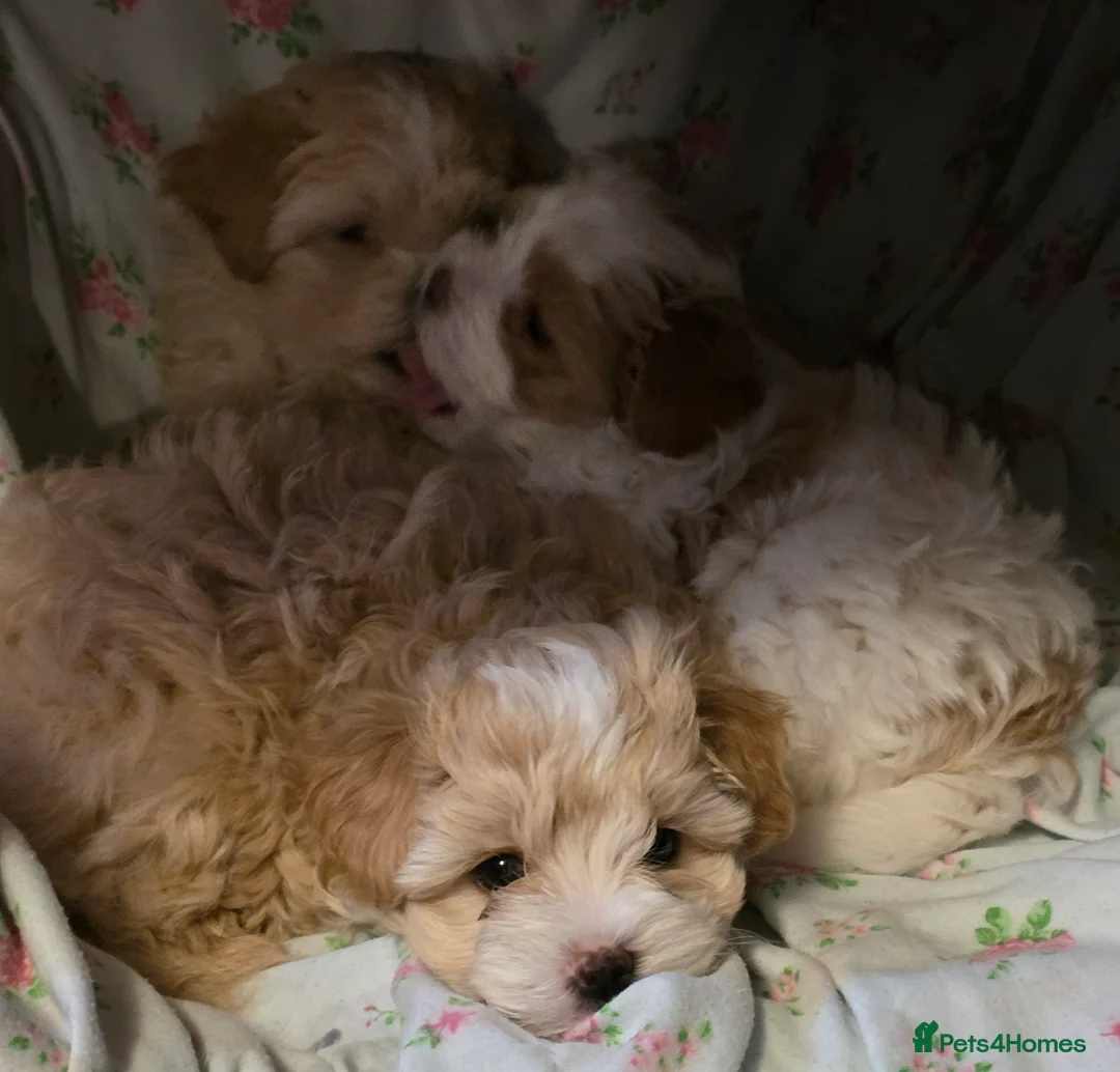 Maltipoo dogs for sale: Beautiful f1 korean maltipoo males - Advert 4