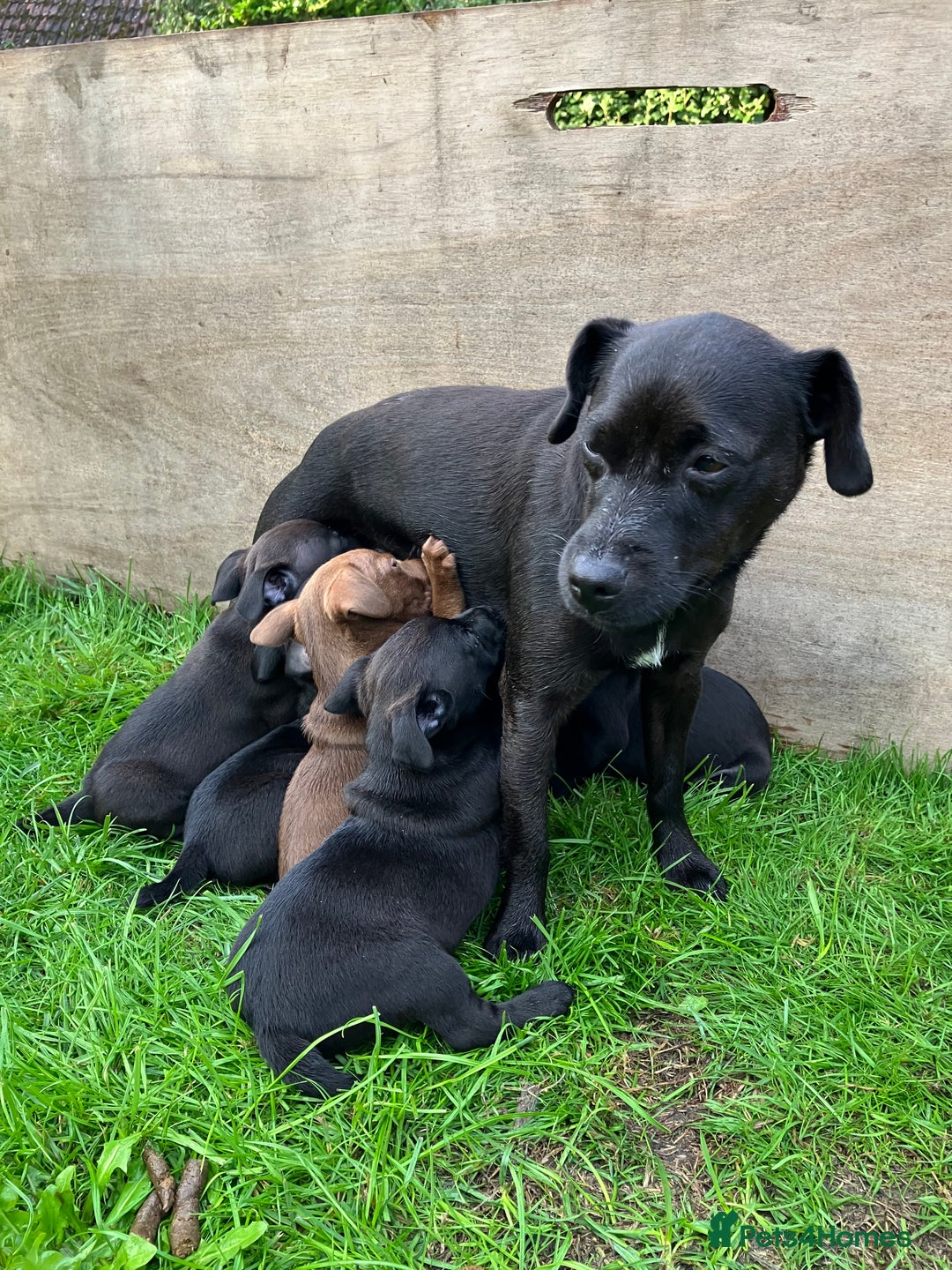 Patterdale Terrier dogs for sale: Patterdale puppies - Image 5