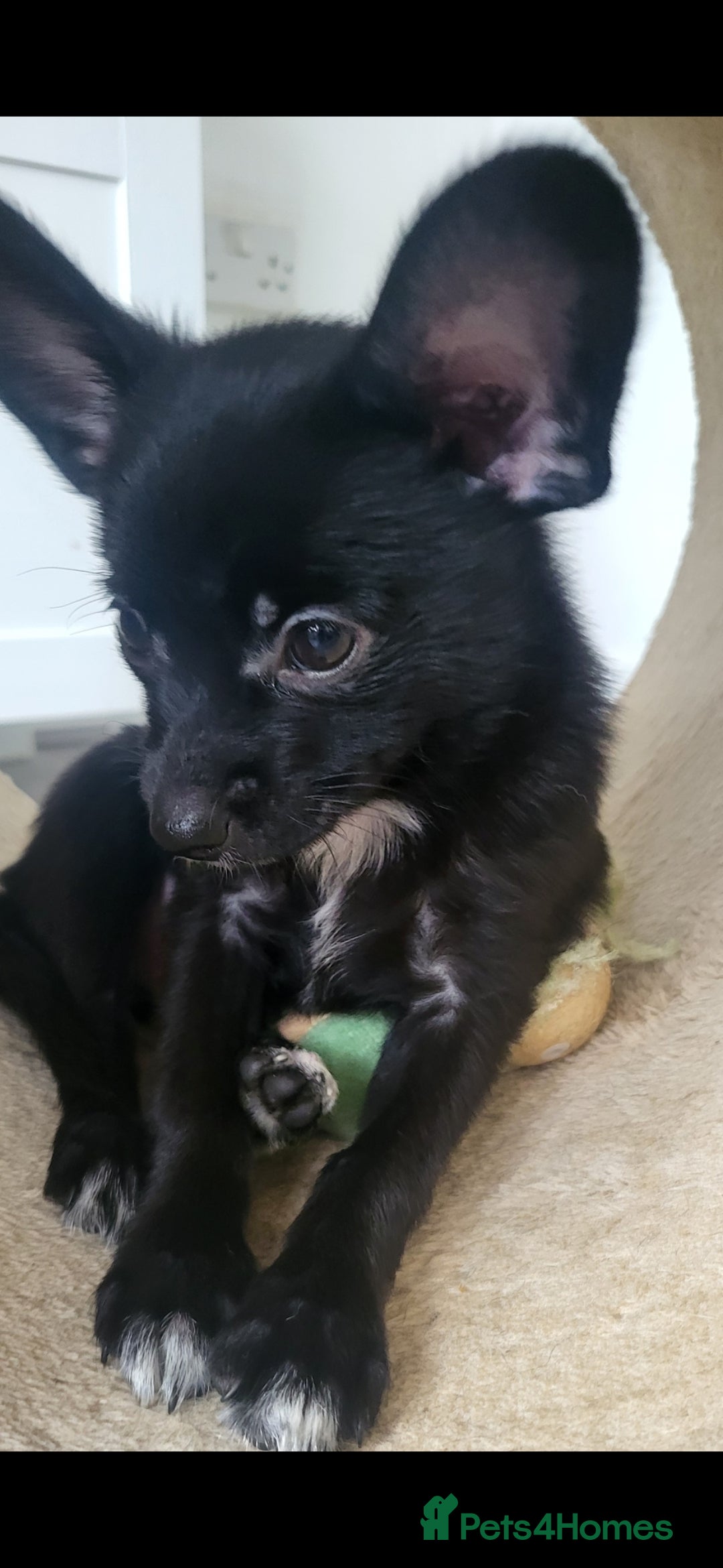 Mixed Breed dogs for sale: Amazing papillon cross  puppies. Ready to go. - Image 6