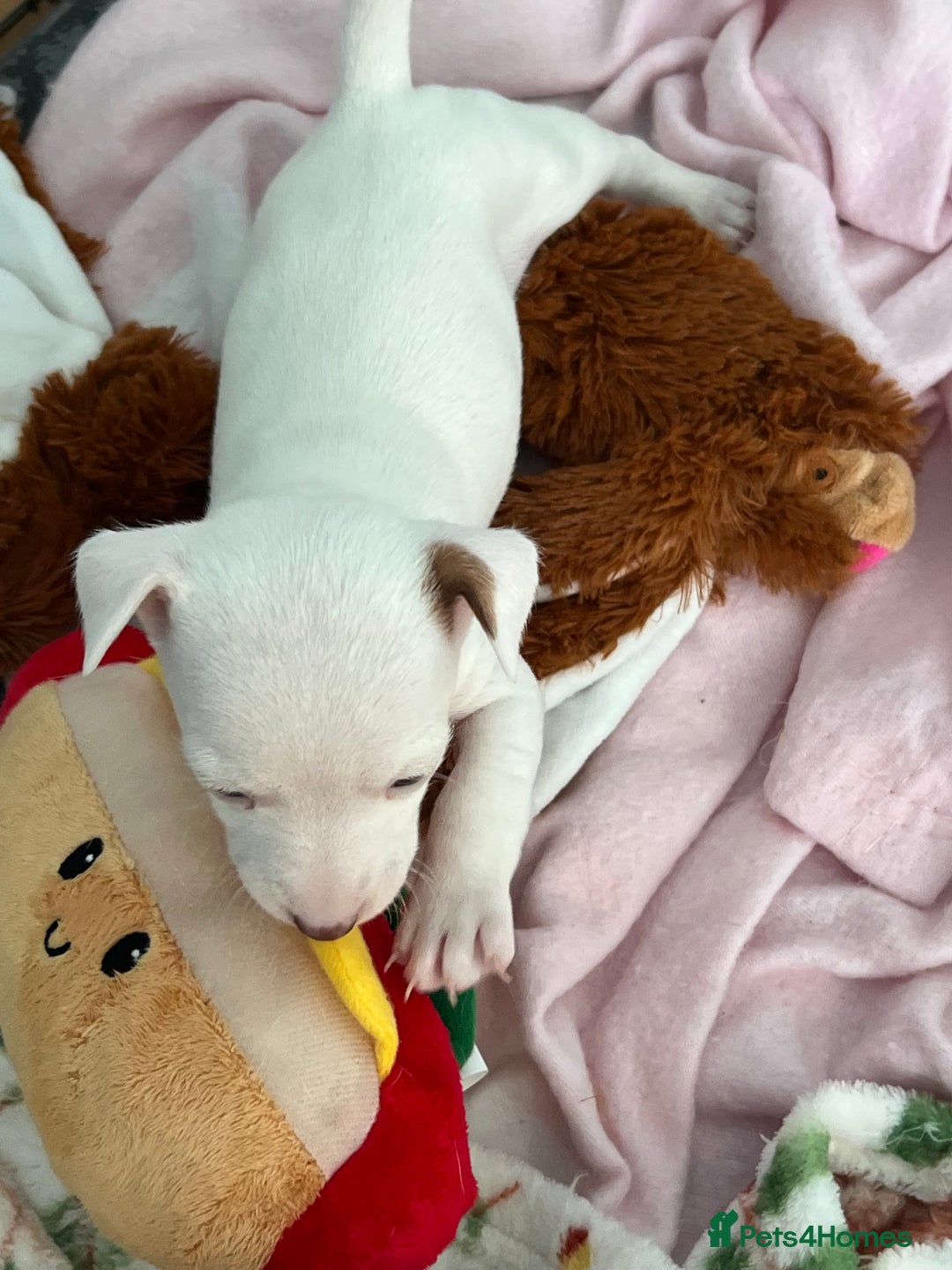 Jack Russell dogs for sale: Stunning Miniature Jack Russell Puppies!!! - Advert 31