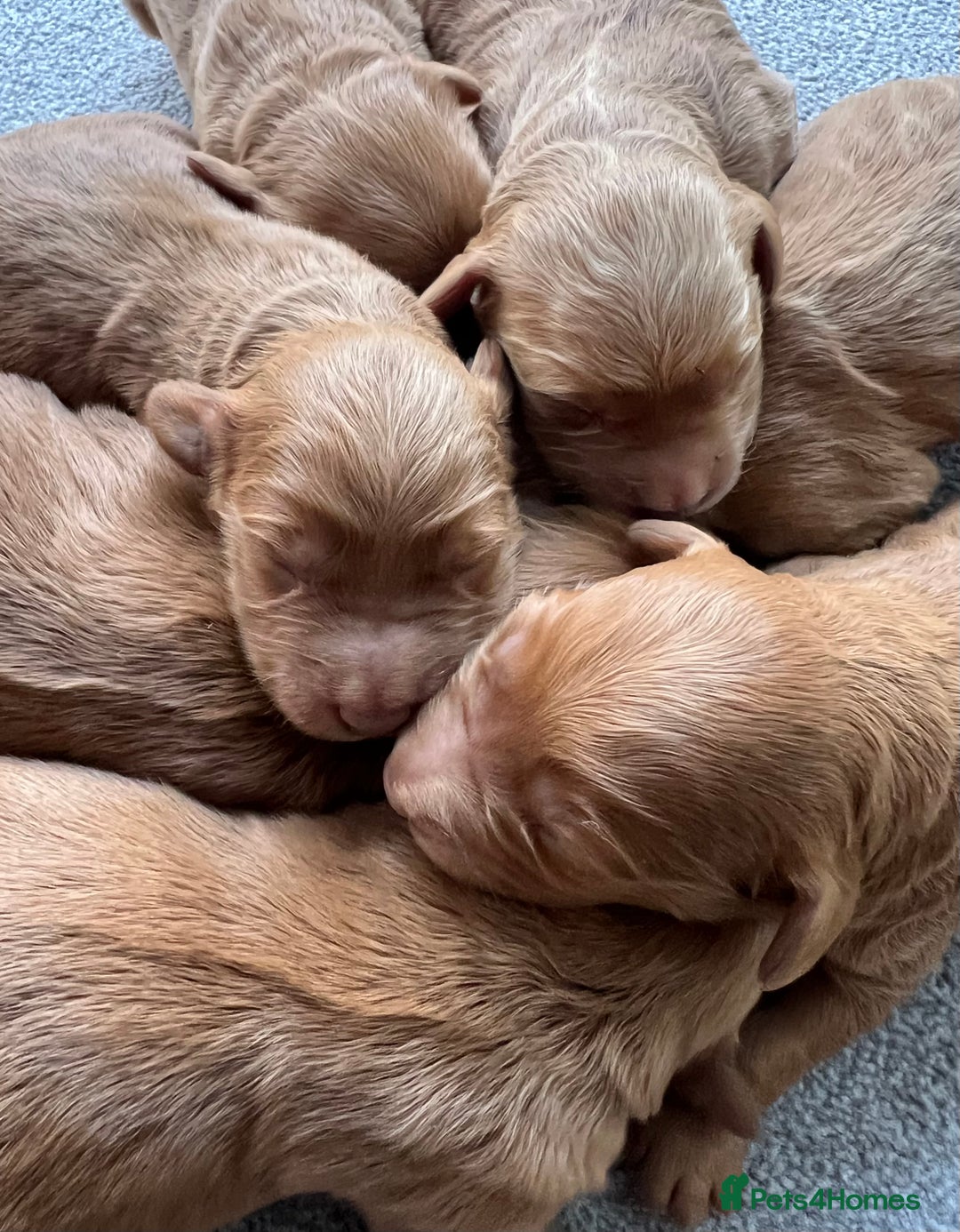 Mini Goldendoodle dogs for sale: Mini GoldenDoodle Puppies - Image 10