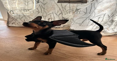 Miniature Pinscher dogs - Advert 2