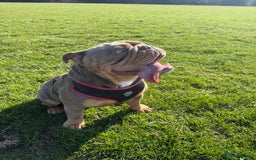 English Bulldog dogs for sale: Rocco the English Bulldog - Image 4