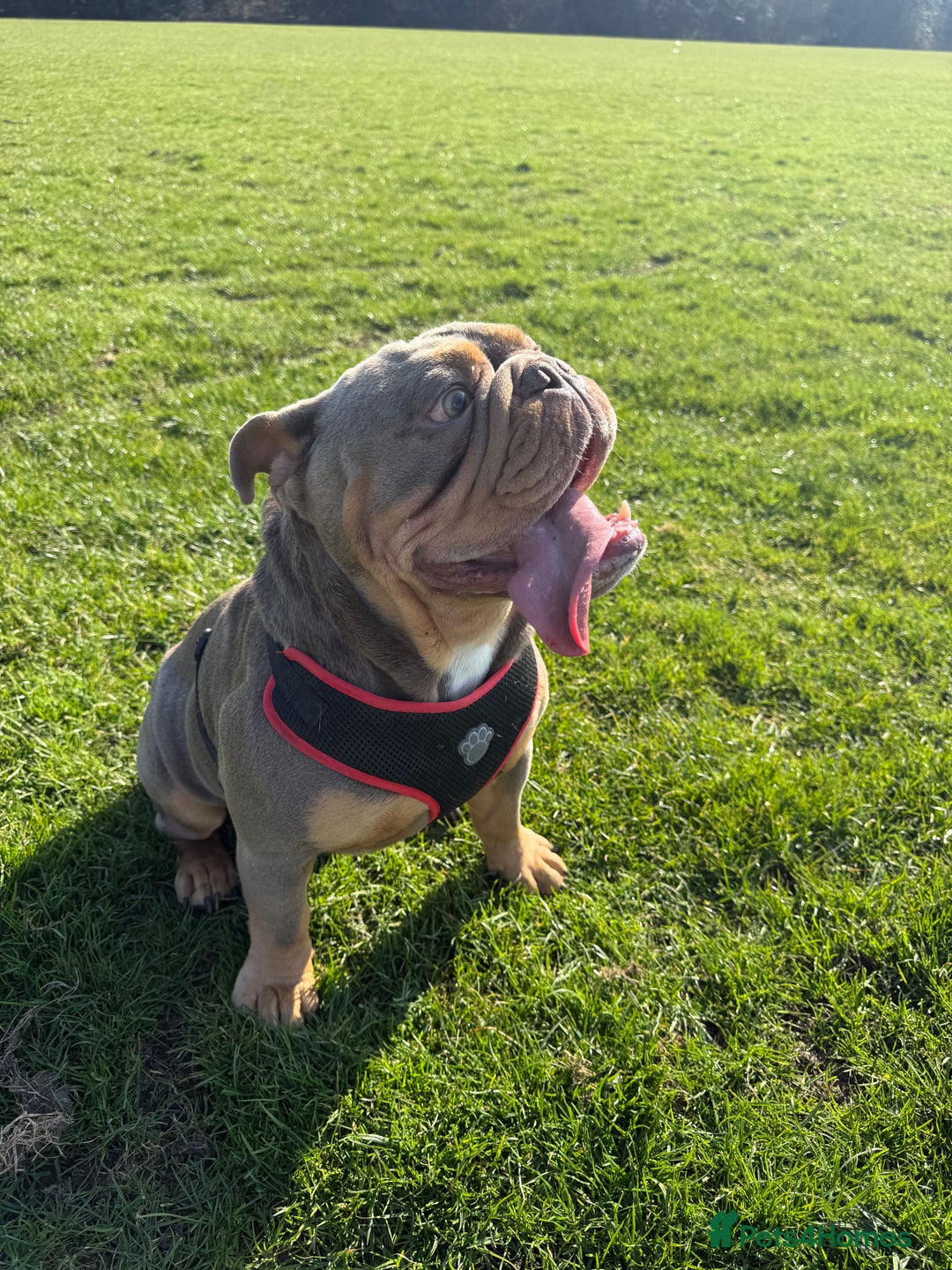 English Bulldog dogs for sale: Rocco the English Bulldog - Image 4