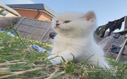British Longhair cats for sale: 6 Adorable British ShortHair X LongHair kittens .  - Image 32