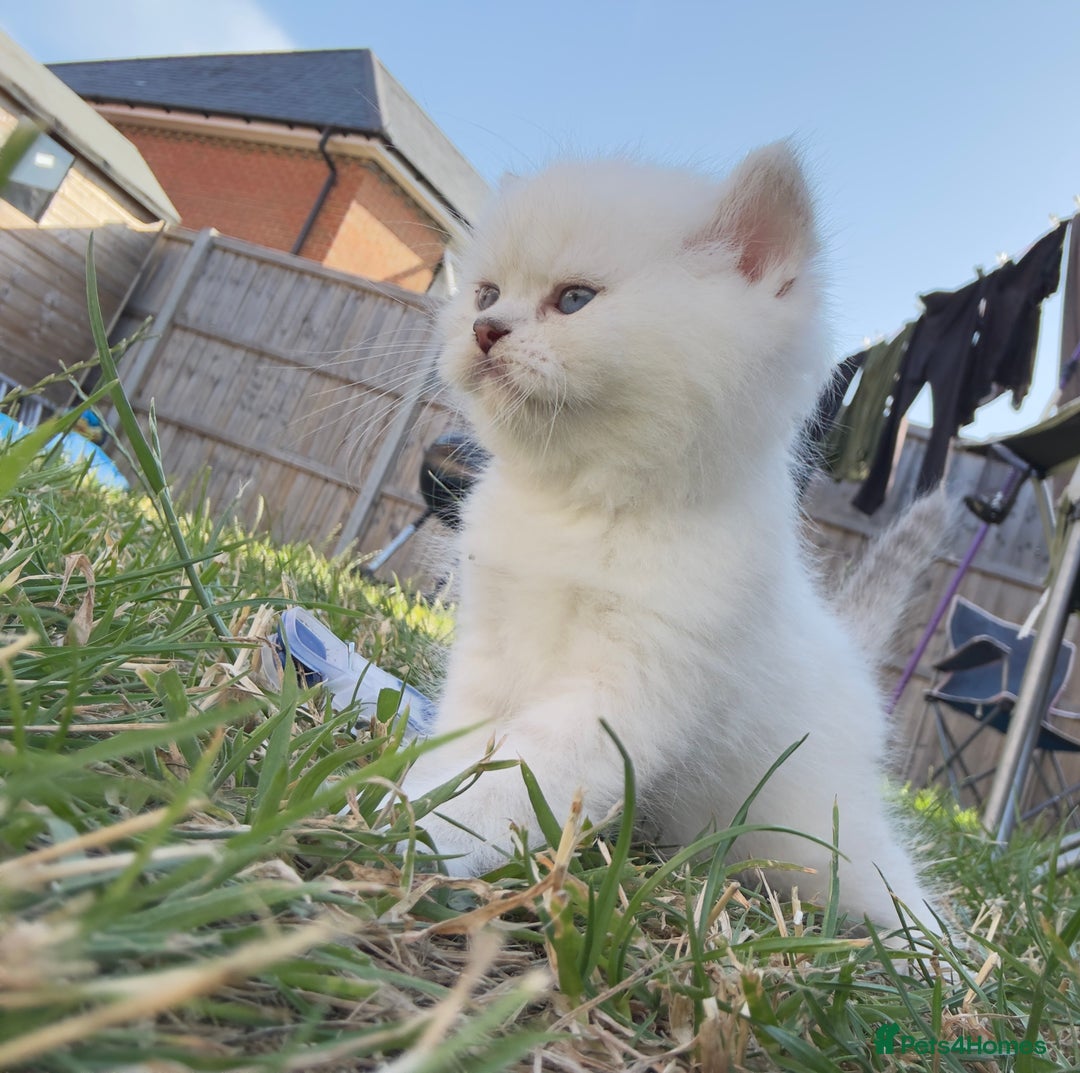 British Longhair cats for sale: 6 Adorable British ShortHair X LongHair kittens .  - Image 32