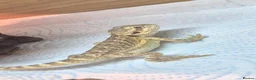 Bearded Dragon reptiles for sale: 13 week baby bearded dragon  - Advert 2