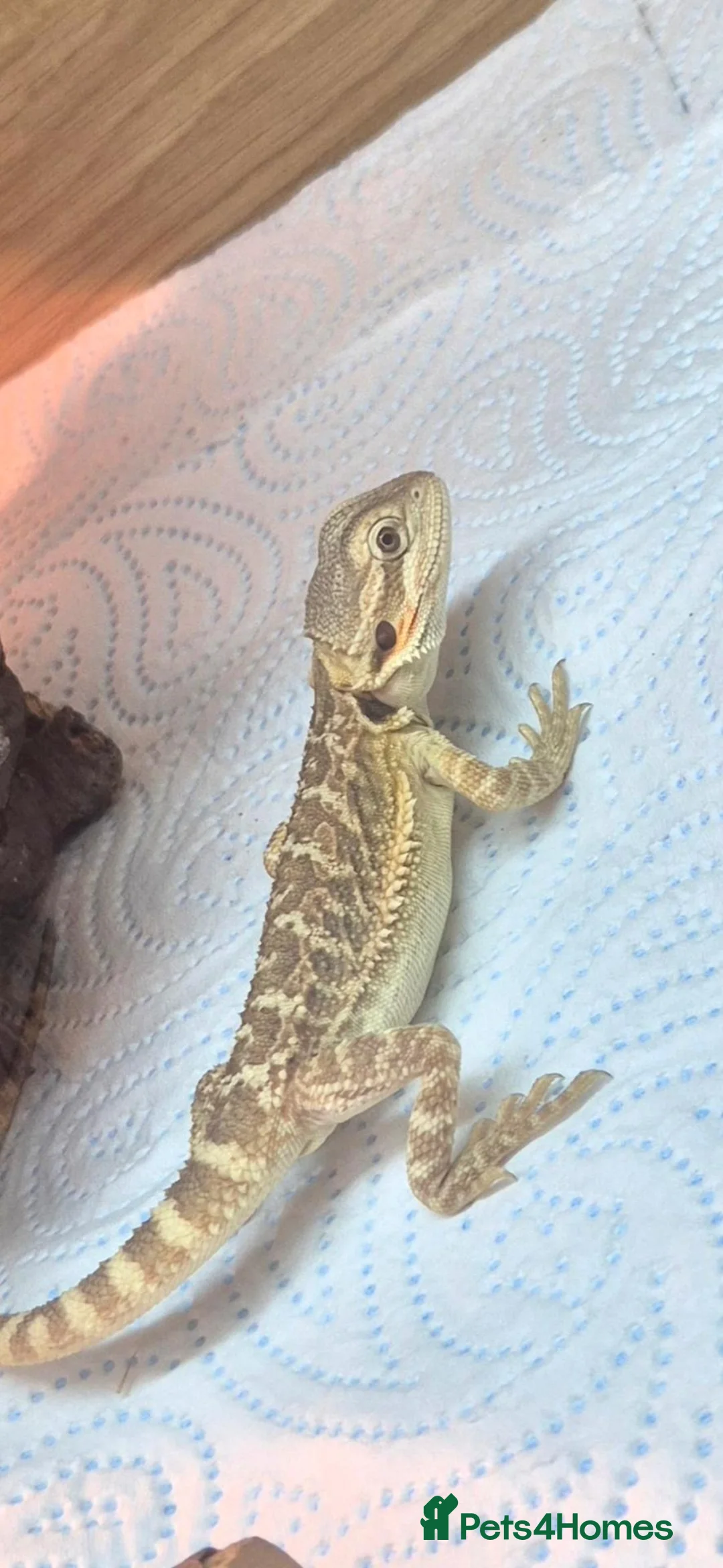 Bearded Dragon reptiles for sale: 13 week baby bearded dragon  - Advert 2
