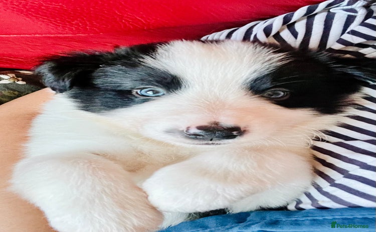 Border Collie dogs - Advert 2