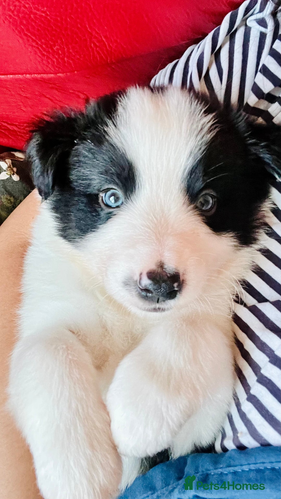 Border Collie dogs for sale: 3 left🐾Ready to leave in 2 weeks🐾Border Collie🐾 - Image 3