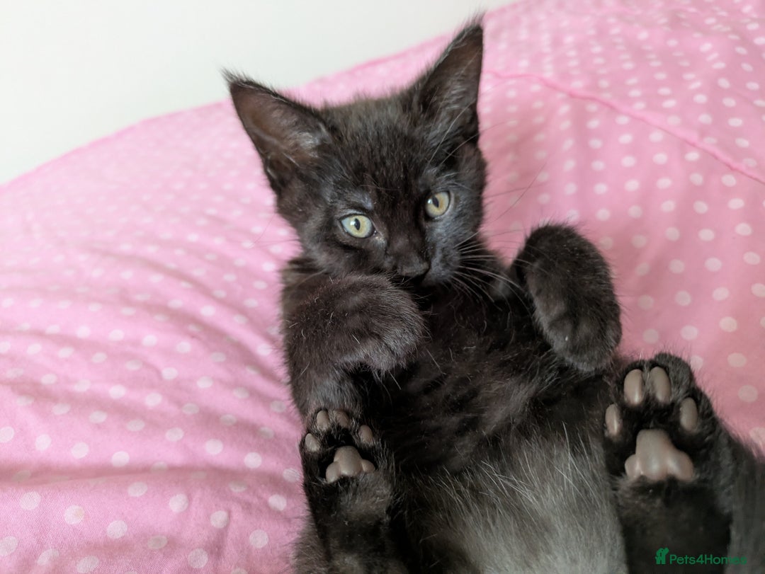 Bengal cats for sale: Melanistic Black Bengal Female Kitten - Image 8