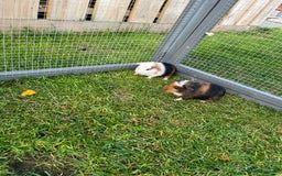 Guinea Pig rodents for sale: Sweet baby male guinea pigs!  - Image 6