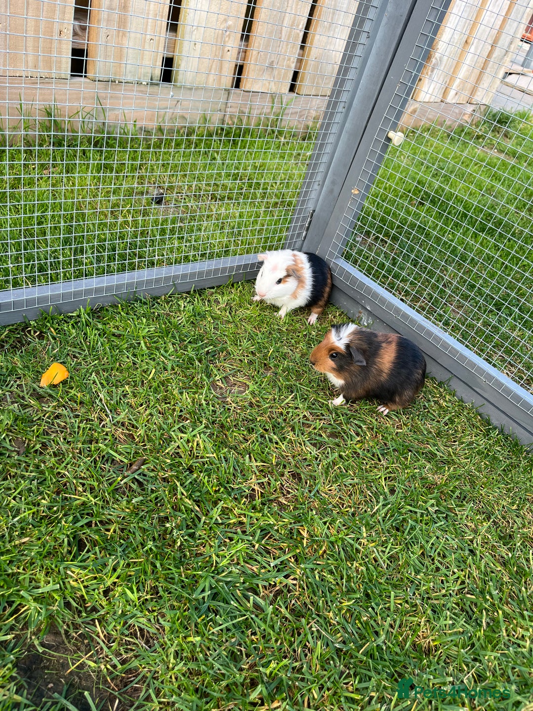 Guinea Pig rodents for sale: Sweet baby male guinea pigs!  - Image 6