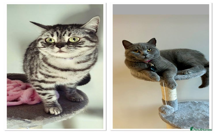 British Shorthair cats - Advert 3