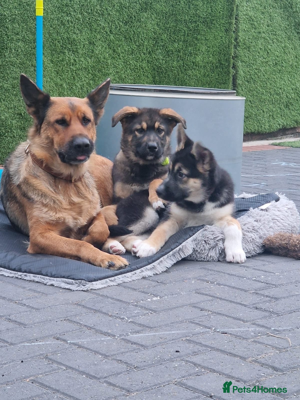 Shepsky dogs PUPPIES FOR SALE–German Shepherd × Siberian Husky - Advert 2